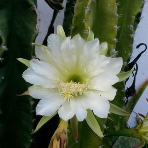 Meet your Posher, Wanda